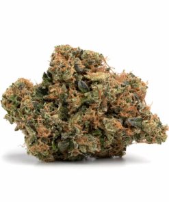 Moby Dick Strain